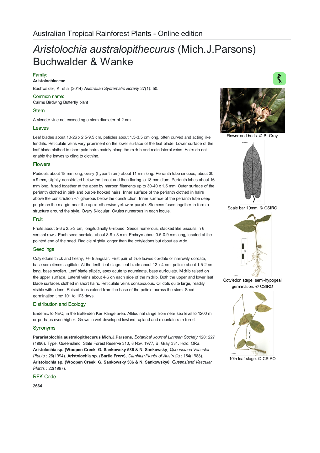 Aristolochia Australopithecurus (Mich.J.Parsons) Buchwalder & Wanke Family: Aristolochiaceae Buchwalder, K