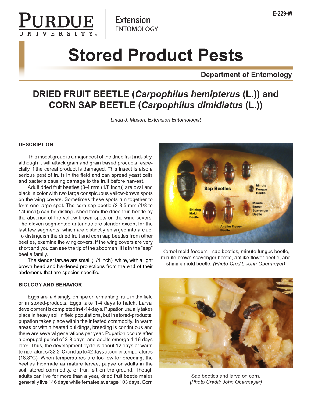 Stored Product Pests Department of Entomology