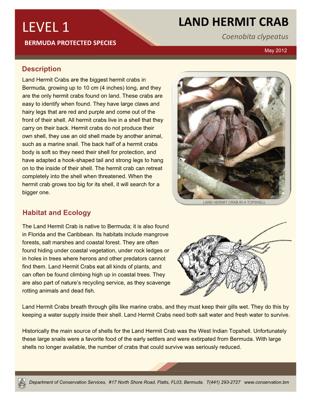 LAND HERMIT CRAB Coenobita Clypeatus BERMUDA PROTECTED SPECIES May 2012