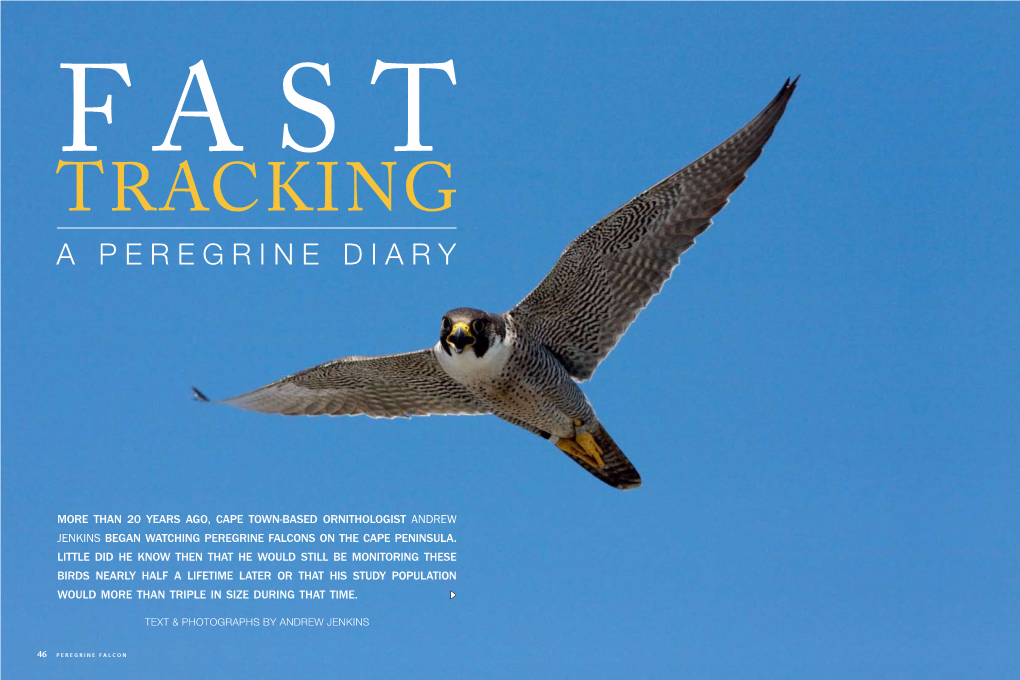 A Peregrine Diary