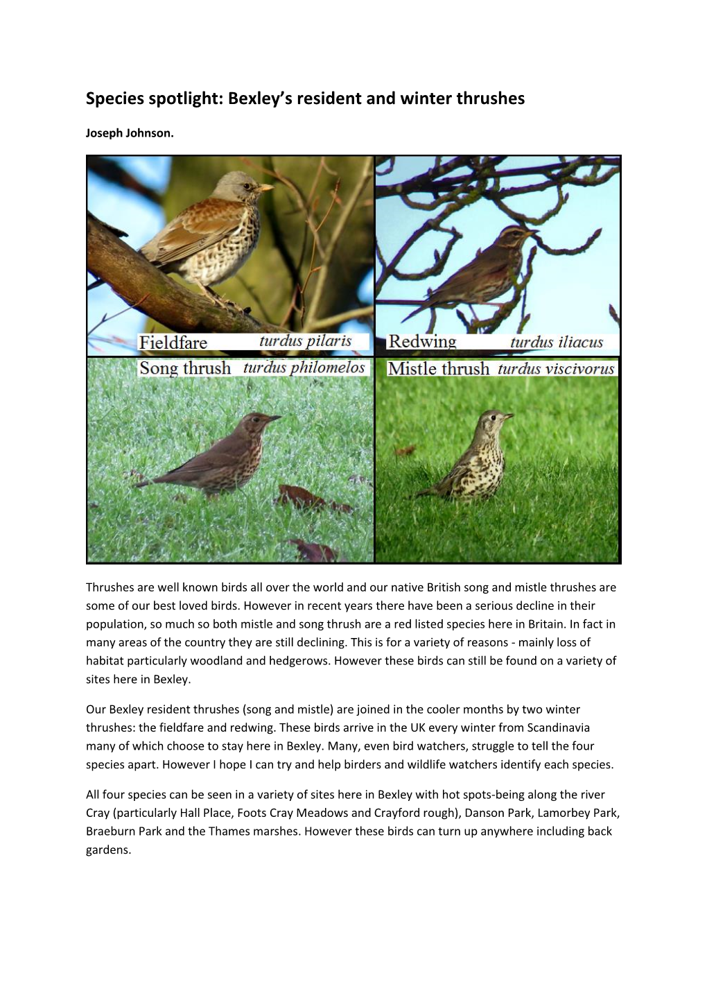 Species Spotlight: Bexley's Resident and Winter Thrushes