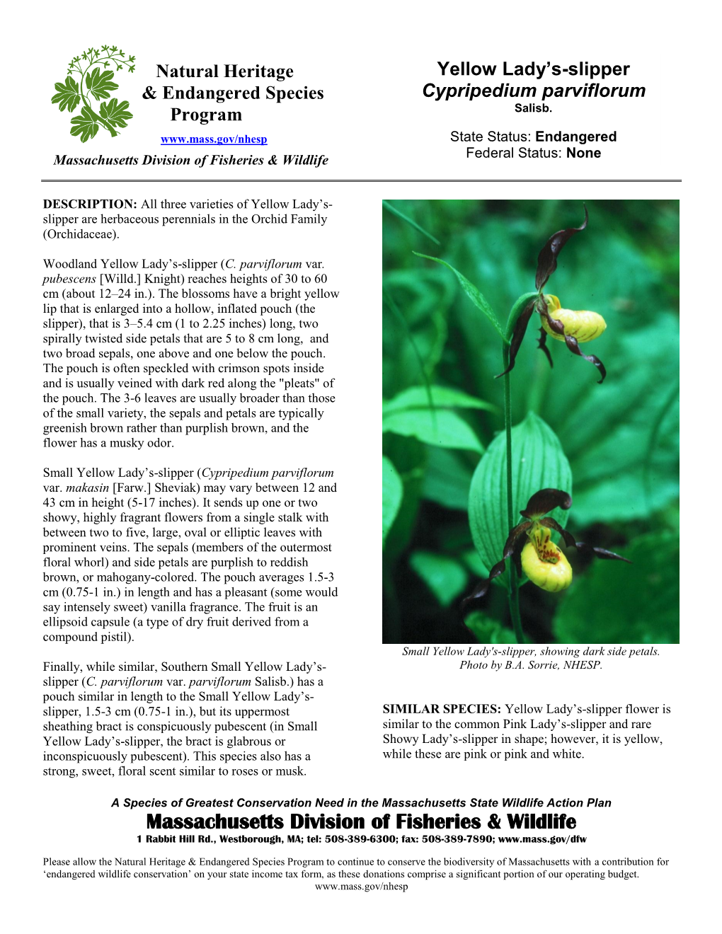 Yellow Lady's-Slipper Cypripedium Parviflorum