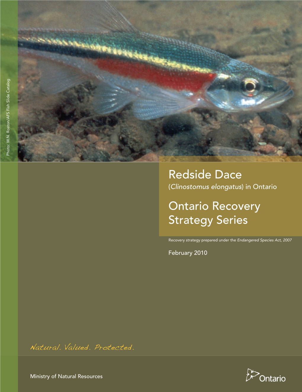 Redside Dace (Clinostomus Elongatus ) in Ontario Ontario Recovery Strategy Series