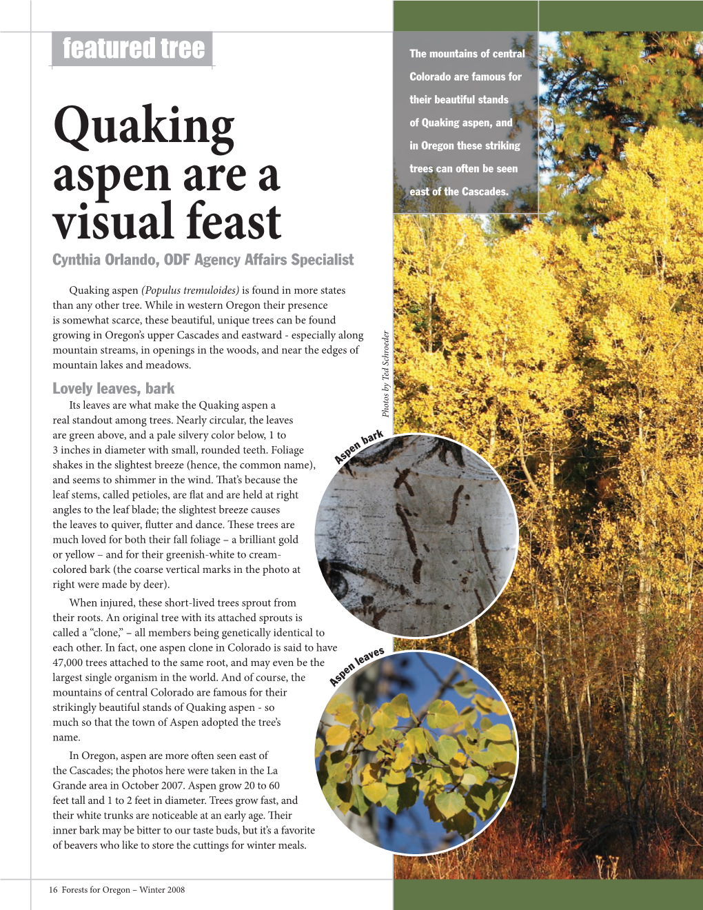 Quaking Aspen Are a Visual Feast