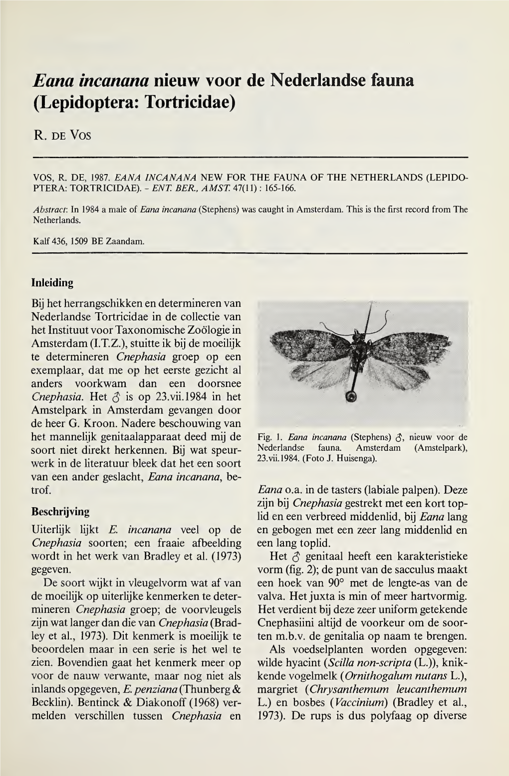 Eana Incanana Nieuw Voor De Nederlandse Fauna (Lepidoptera: Tortricidae)