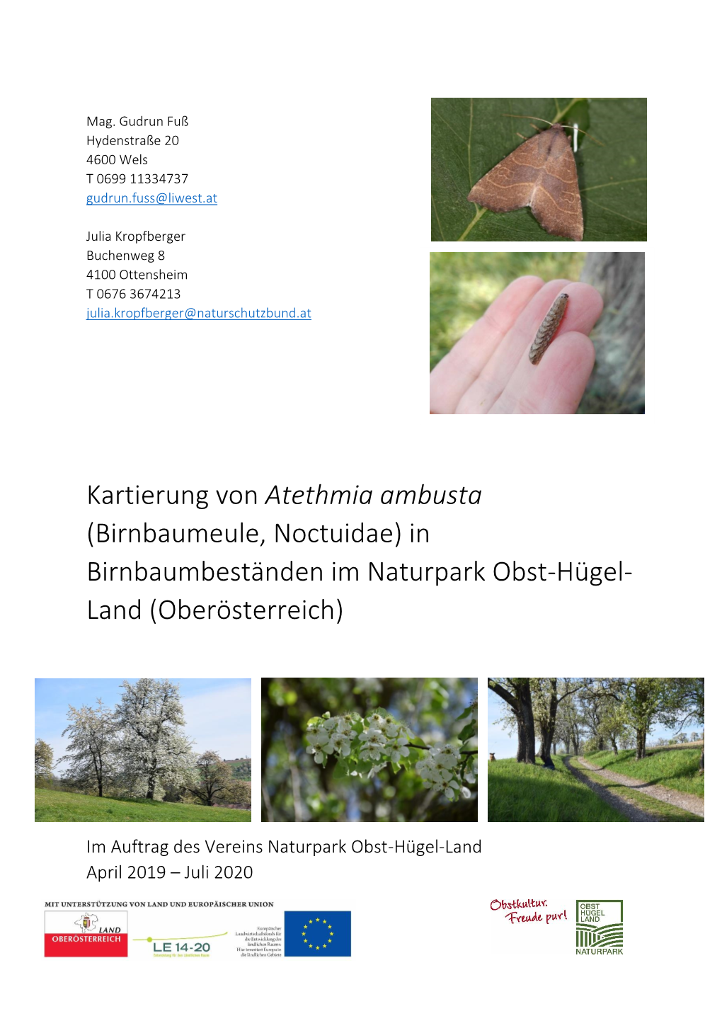 Atethmia Ambusta (Birnbaumeule, Noctuidae) in Birnbaumbeständen Im Naturpark Obst-Hügel- Land (Oberösterreich)