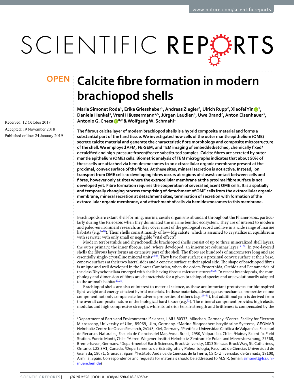 Calcite Fibre Formation in Modern Brachiopod Shells