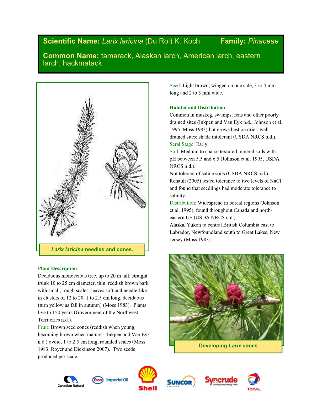 Larix Laricina (Du Roi) K. Koch Family: Pinaceae Common Name