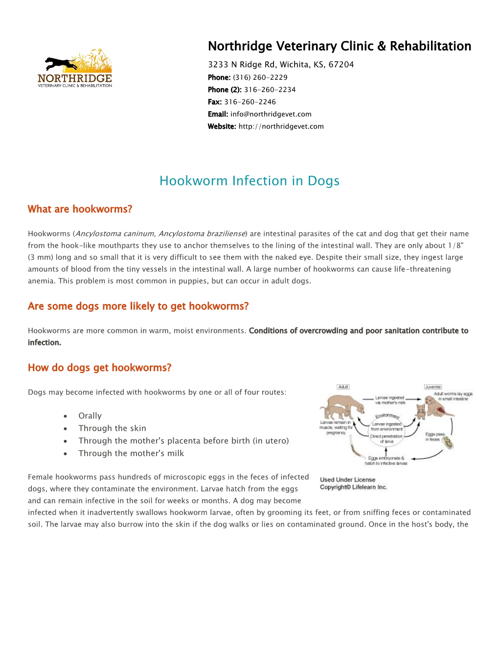 Hookworm Infection in Dogs