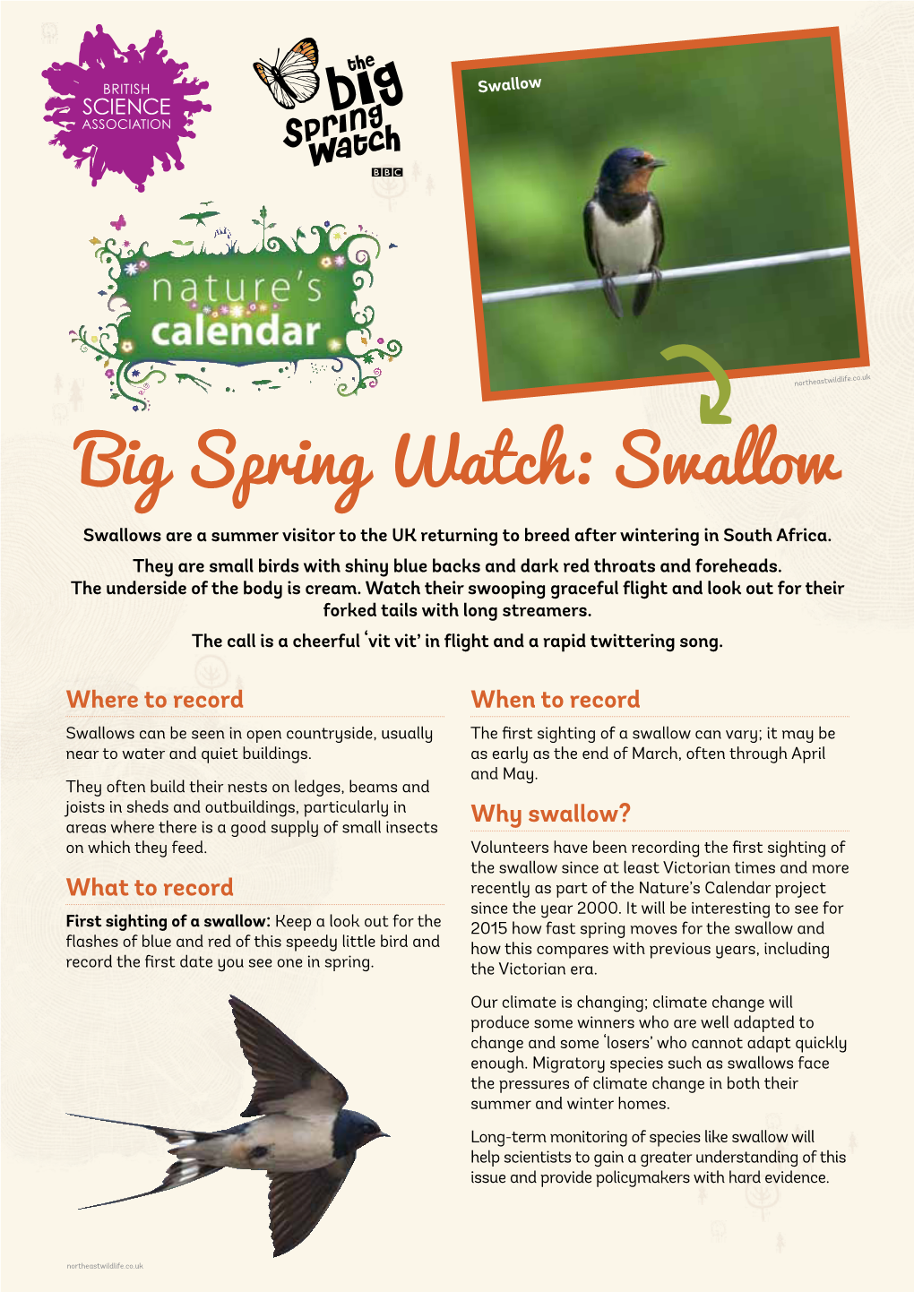 Big Spring Watch: Swallow Swallows Are a Summer Visitor to the UK Returning to Breed After Wintering in South Africa