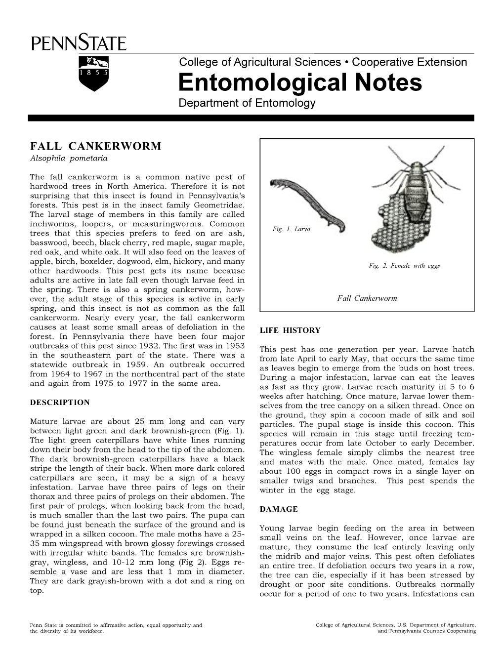 FALL CANKERWORM Alsophila Pometaria