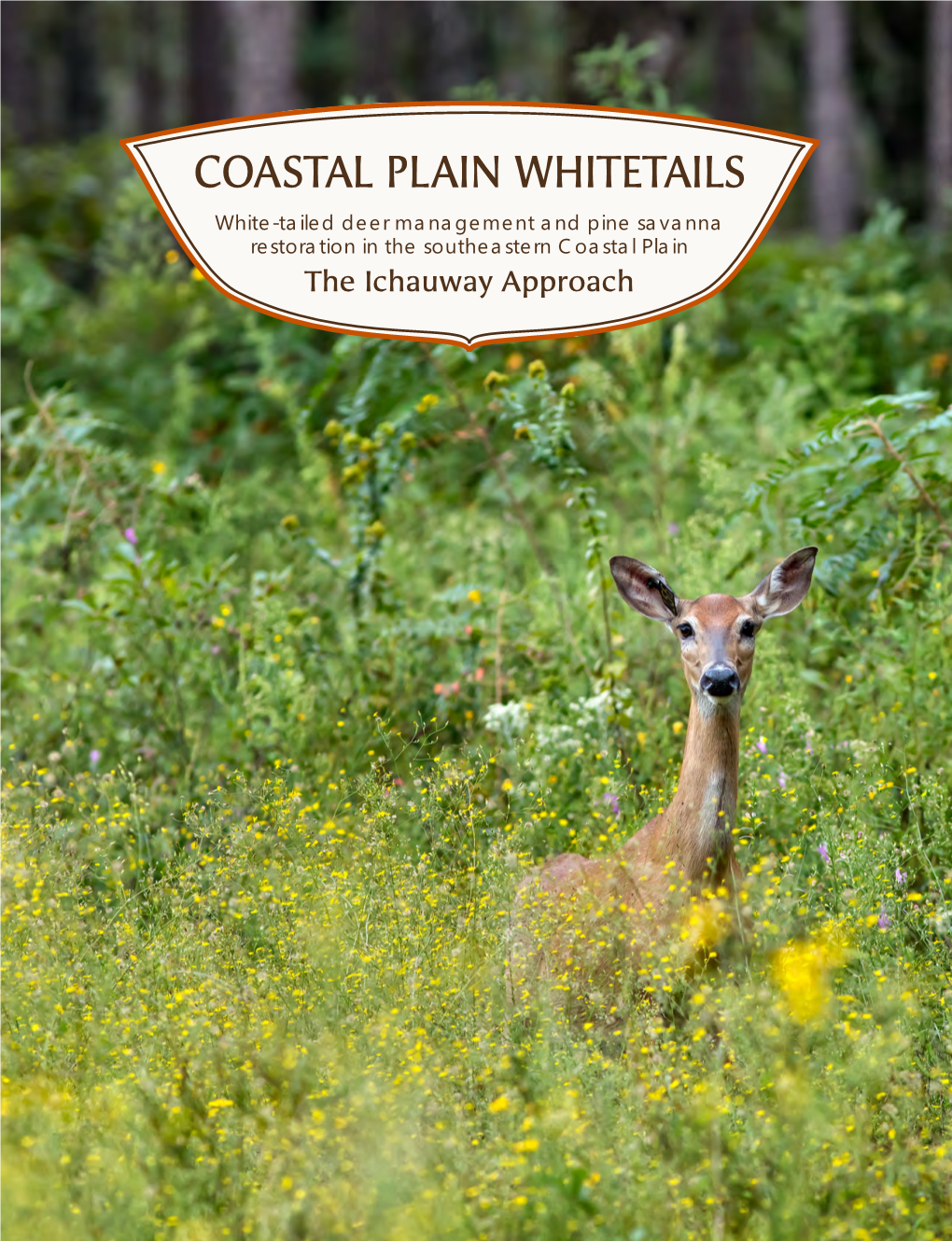 White-Tailed Deer Management and Pine Savanna Restoration in the Southeastern Coastal Plain the Ichauway Approach