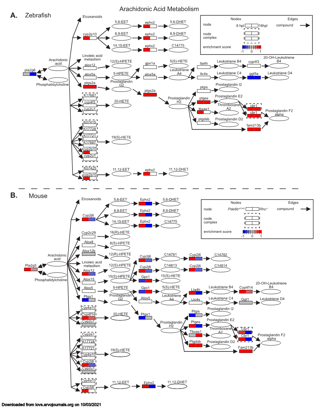 Arachidonic Acid Metabolism Zebrafish Mouse