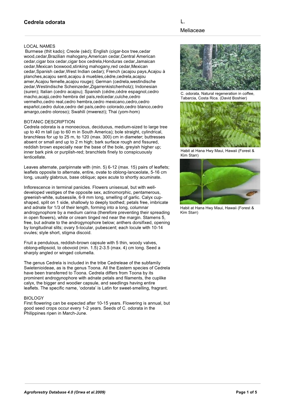 Cedrela Odorata Meliaceae L