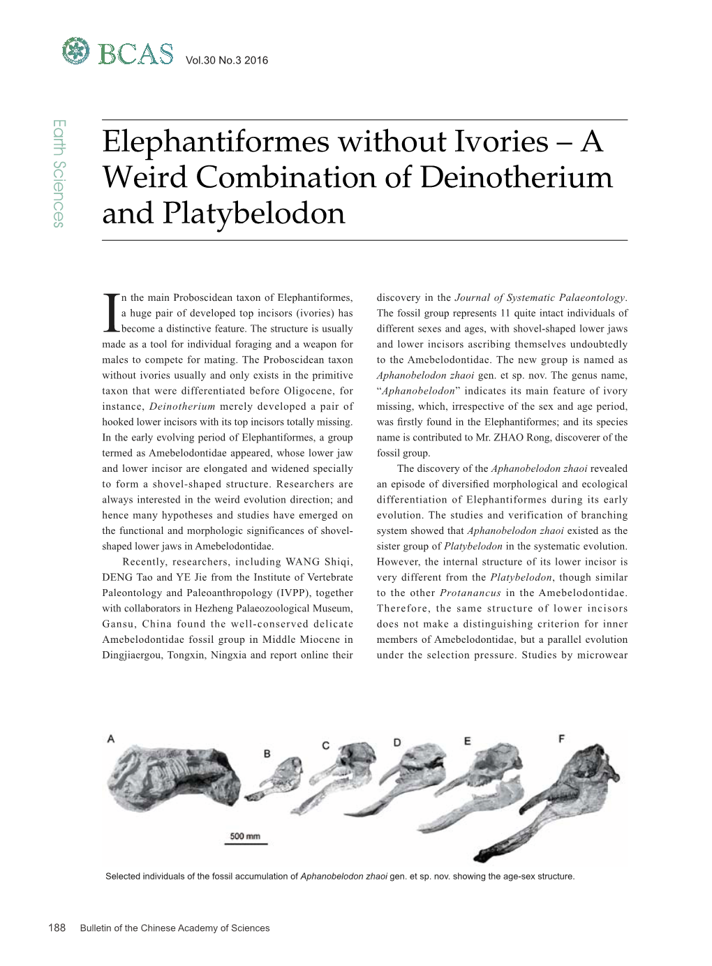 A Weird Combination of Deinotherium and Platybelodon