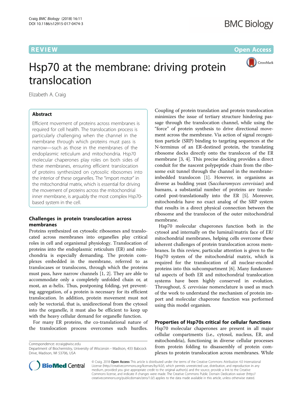 Hsp70 at the Membrane: Driving Protein Translocation Elizabeth A