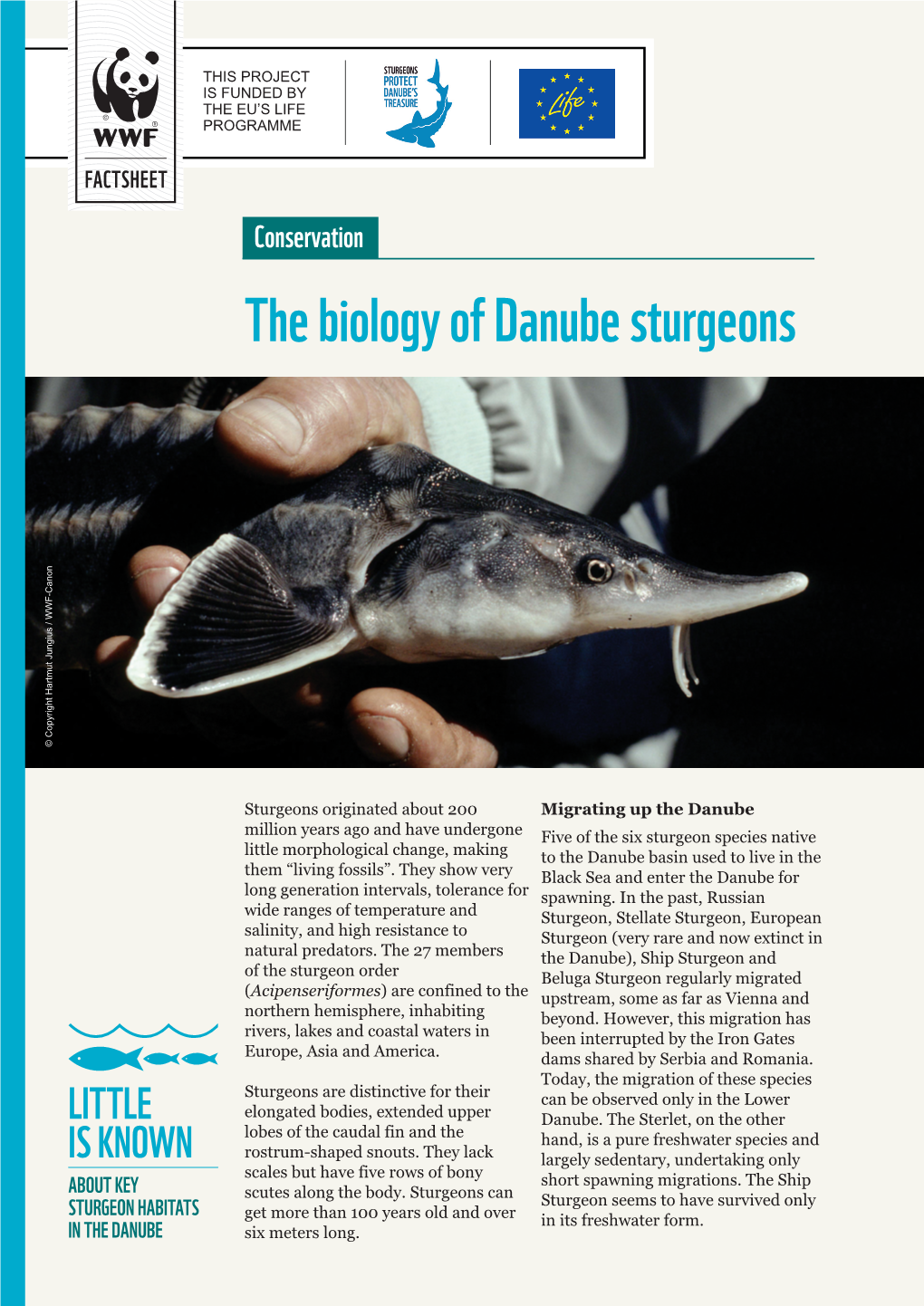 The Biology of Danube Sturgeons © Copyright Hartmut Jungius / WWF-Canon