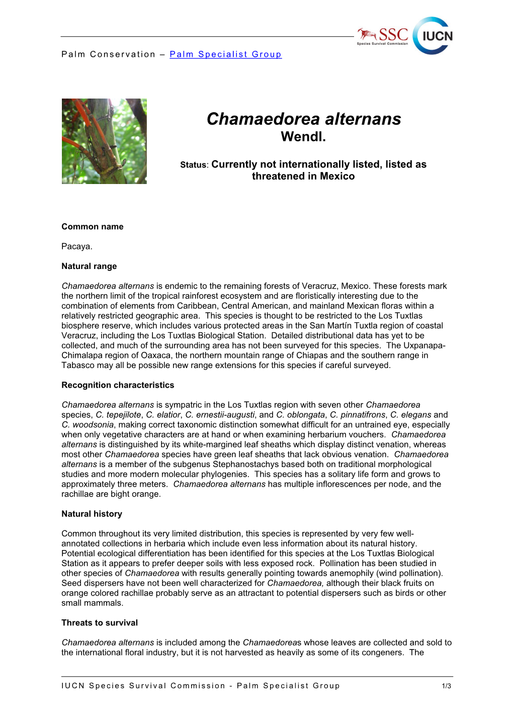 Chamaedorea Alternans Conservation Fact Sheet