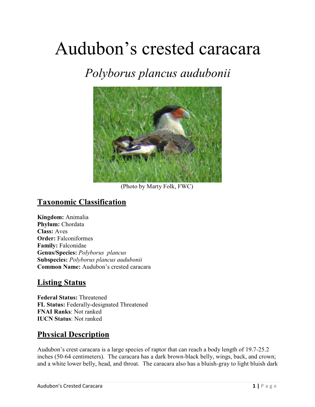 Audubon's Crested Caracara Is Found Throughout South Central Florida, and Also Occurs in Texas, Arkansas, Mexico, Cuba, and Panama (J