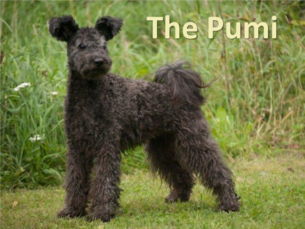 Puli – Pumi – Mudi the Hungarian Herding Breeds