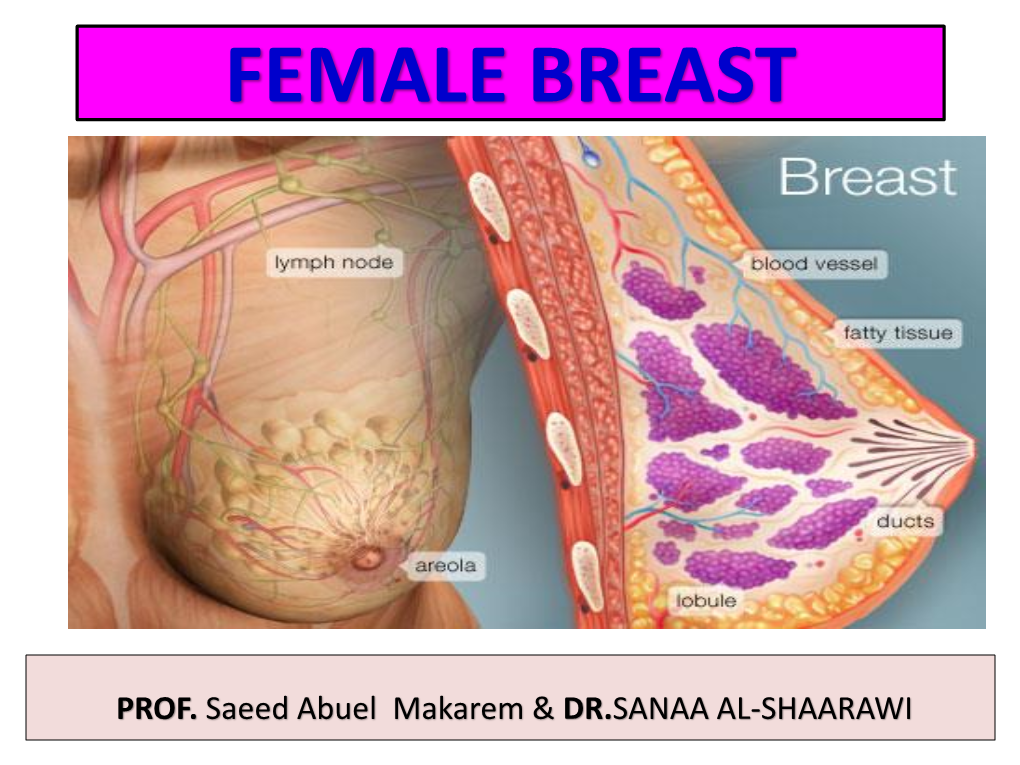 Female Breast