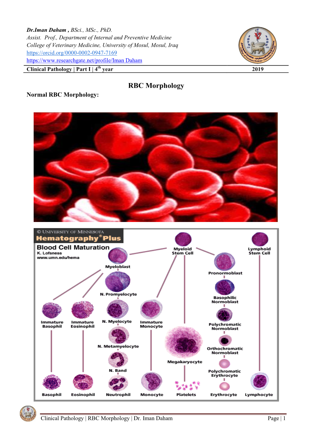 RBC Morphology Normal RBC Morphology