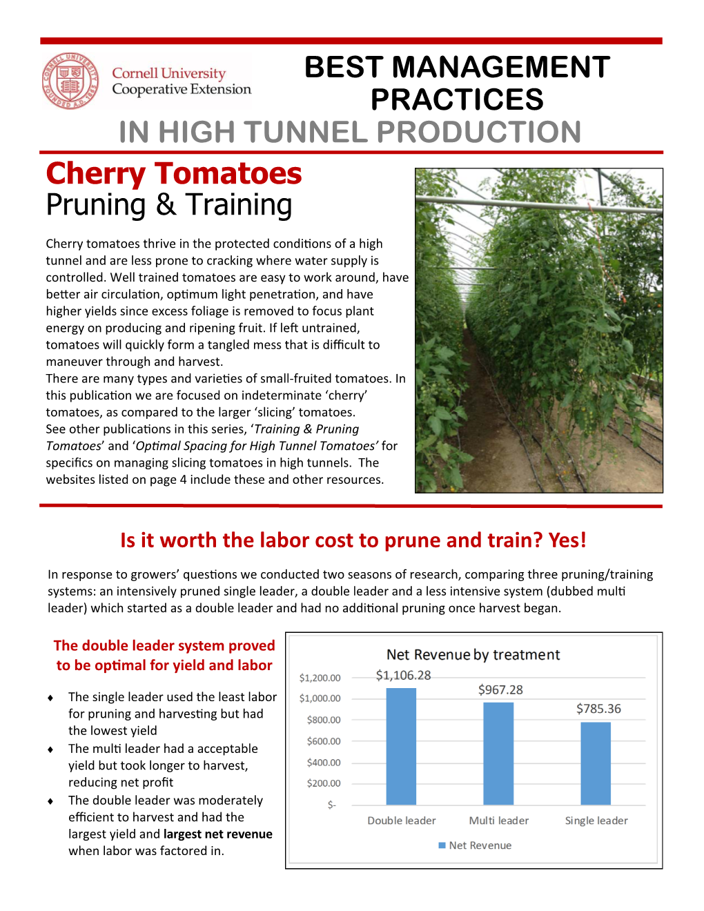 Cherry Tomato Training and Pruning.Pub