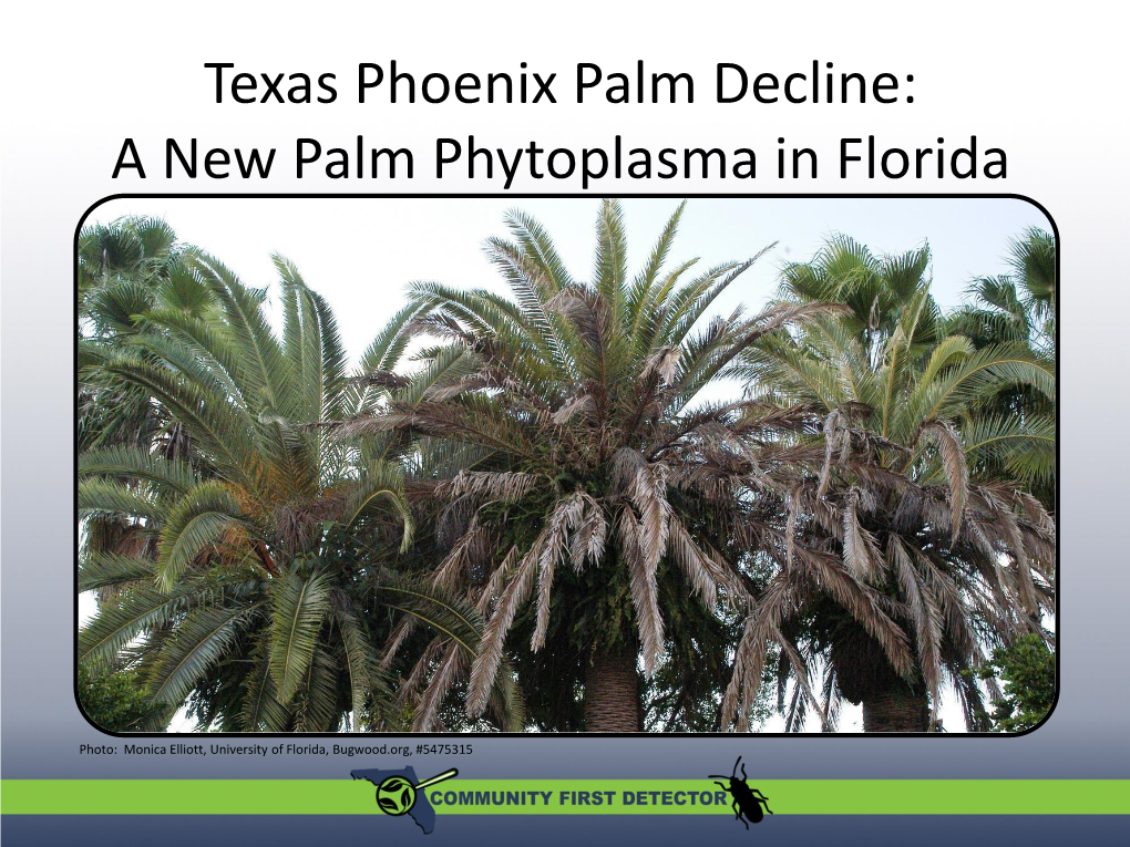 Texas Phoenix Palm Decline: a New Palm Phytoplasma in Florida a New Palm Phytoplasma in Florida