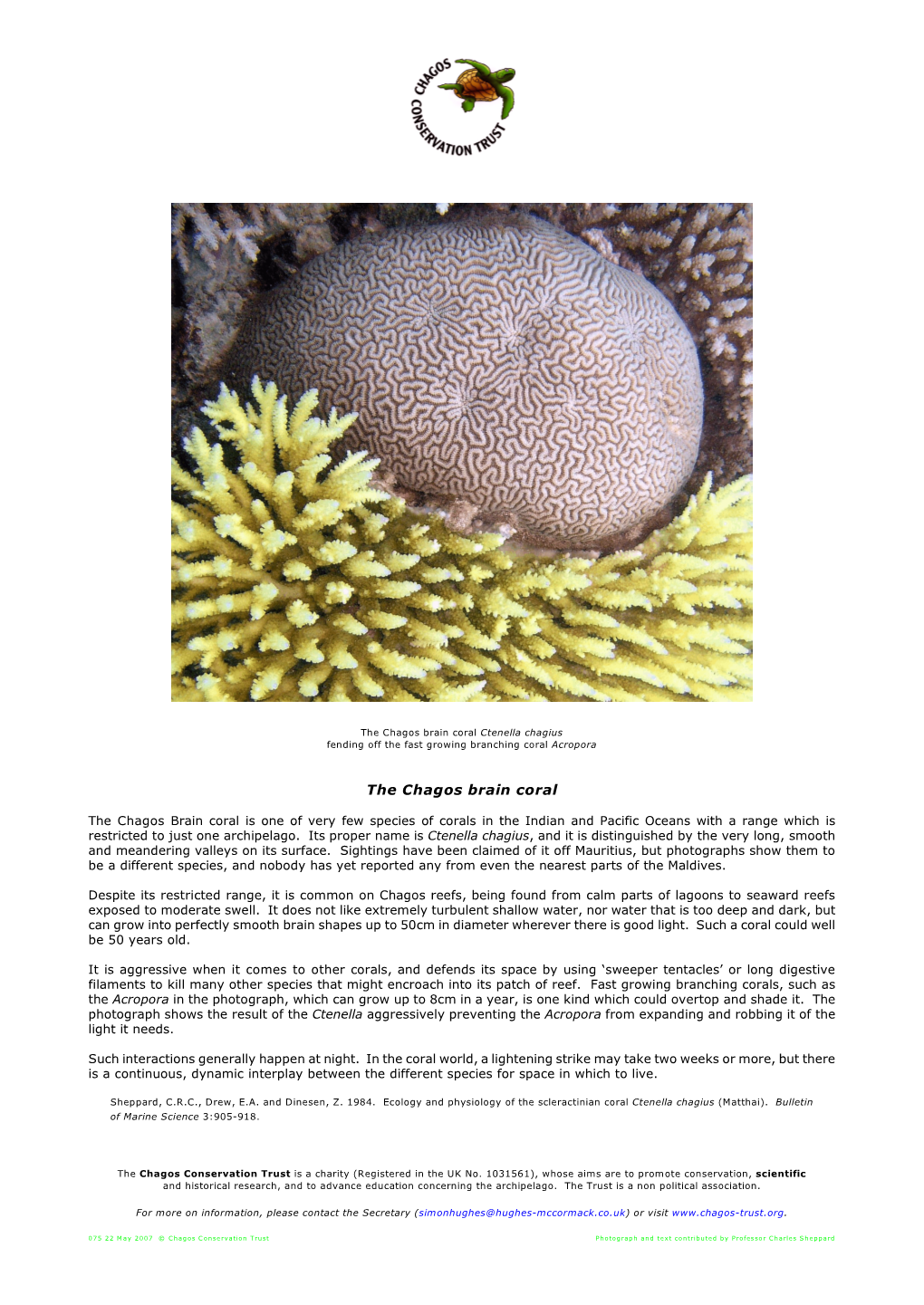 The Chagos Brain Coral Ctenella Chagius Fending Off the Fast Growing Branching Coral Acropora