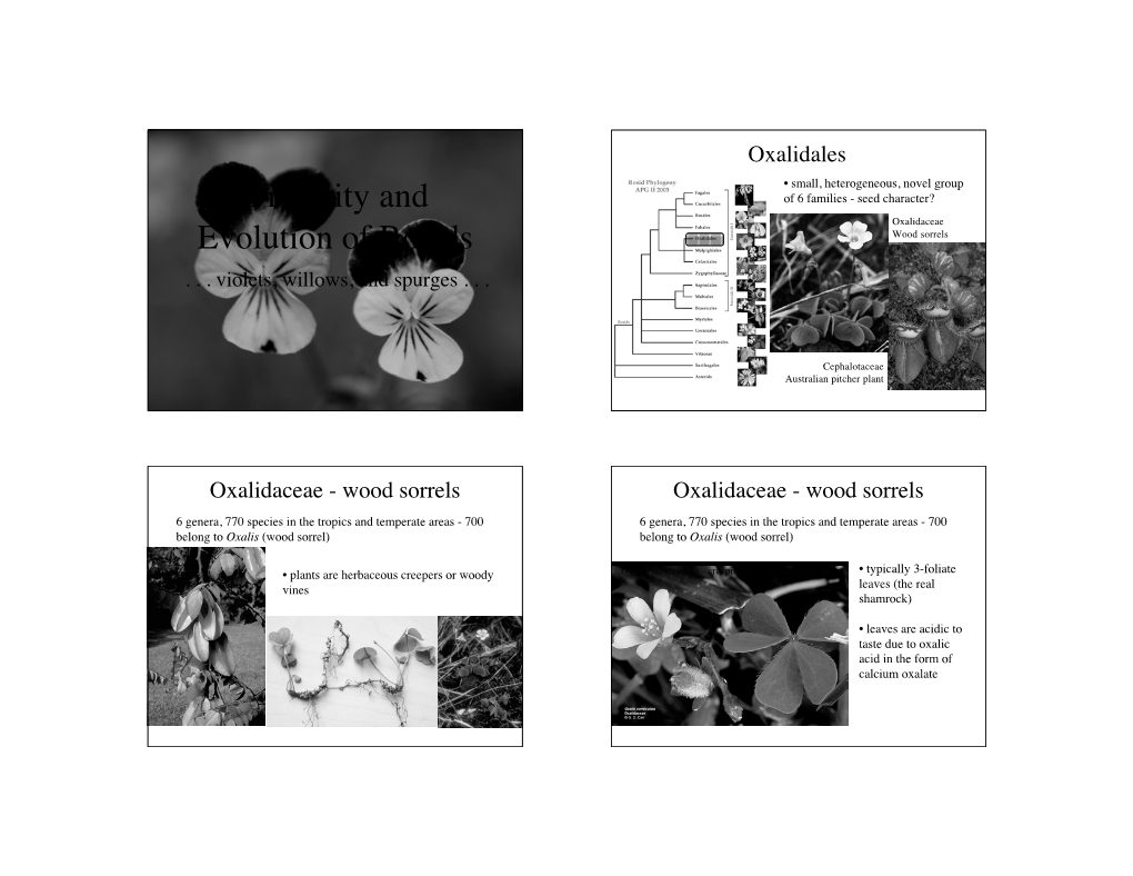 Diversity and Evolution of Rosids