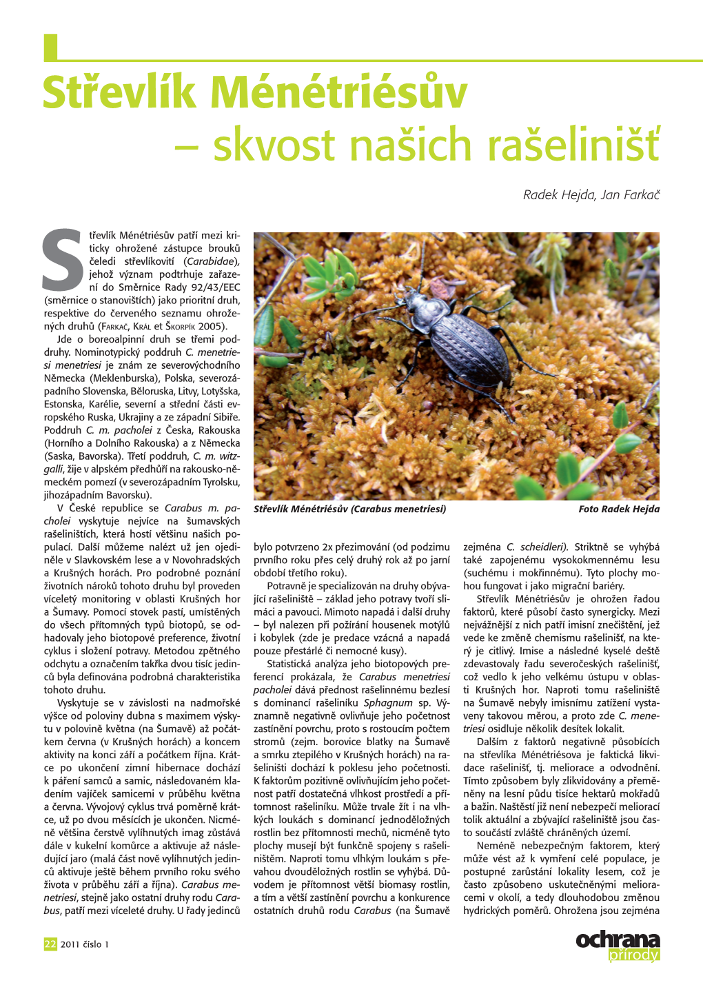 Střevlík Ménétriésův – Skvost Našich Rašelinišť