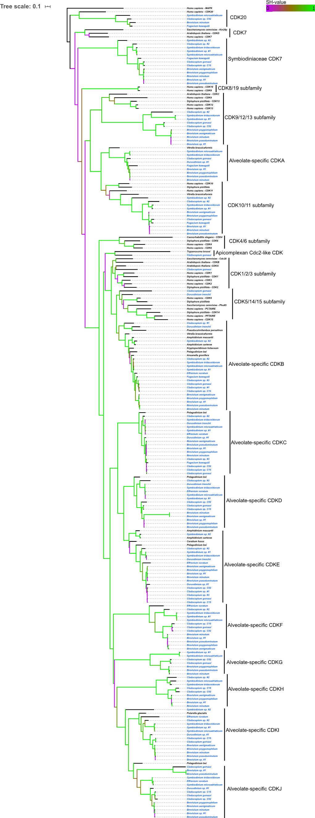 Tree Scale: 0.1 Homo Sapiens - MAPK 0 1 Homo Sapiens - CDK20 Symbiodinium Microadriaticum Cladocopium Sp