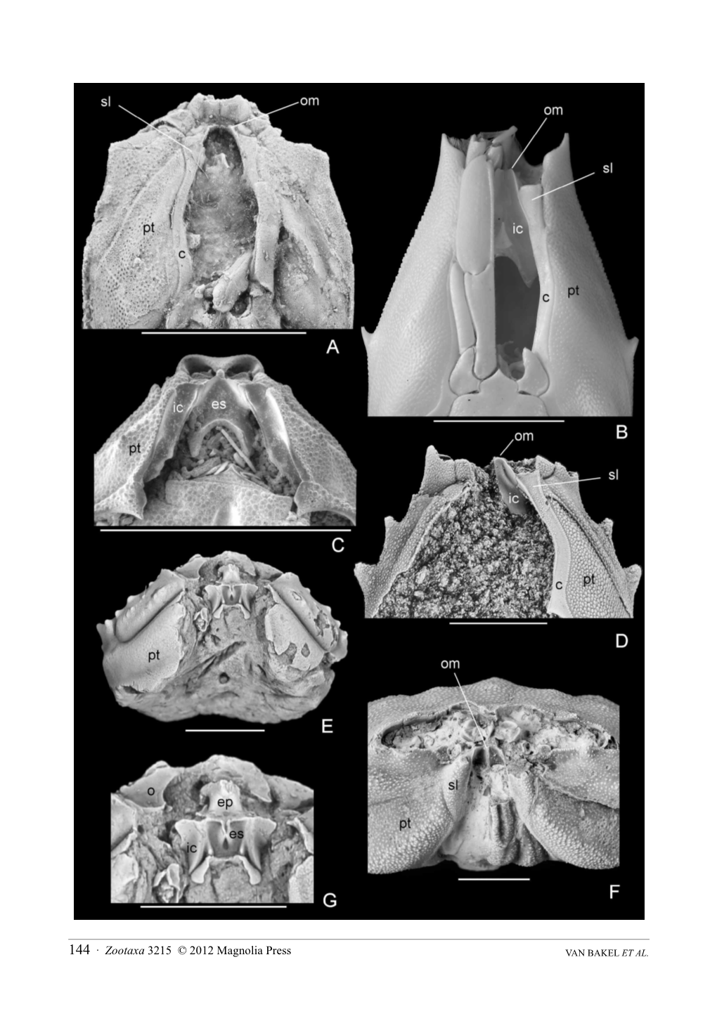 Zootaxa 3215 © 2012 Magnolia Press VAN BAKEL ET AL