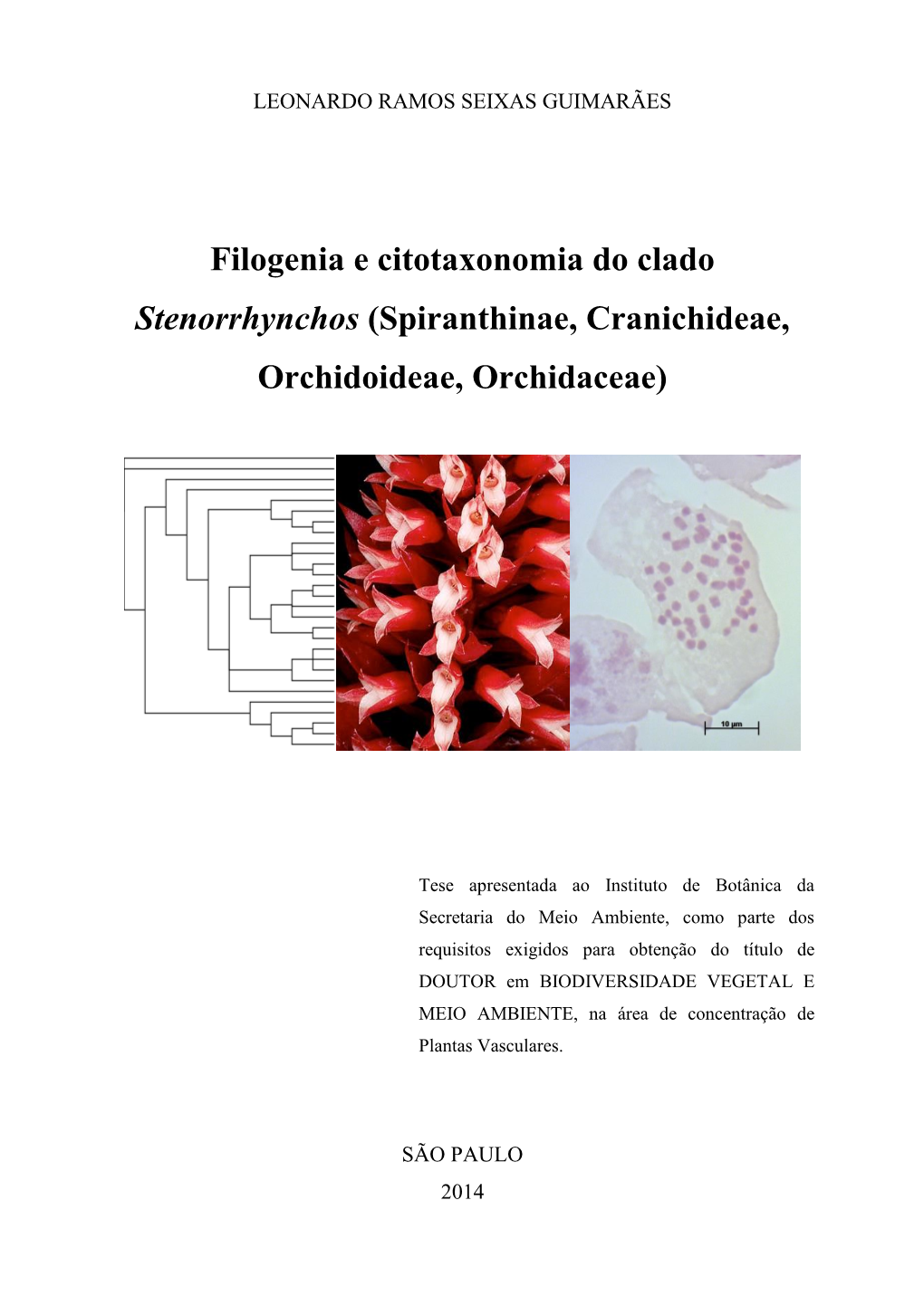 Spiranthinae, Cranichideae, Orchidoideae, Orchidaceae)