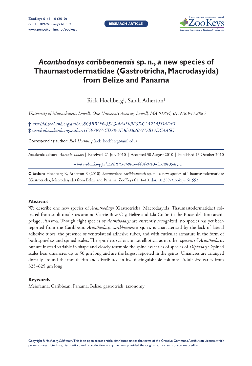 Gastrotricha, Macrodasyida) from Belize and Panama