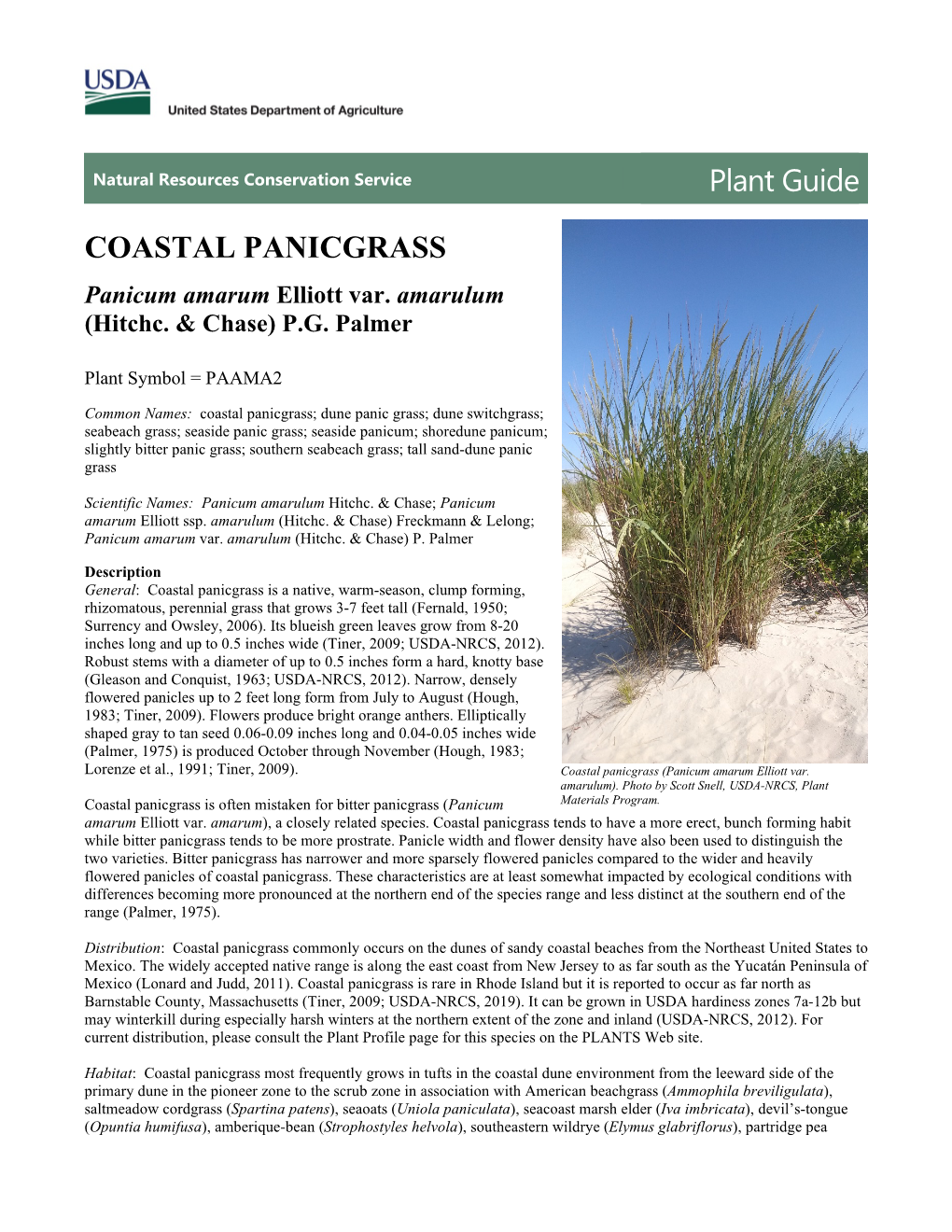 Coastal Panicgrass (Panicum Amarum Elliot Var. Amarulum) Plant Guide