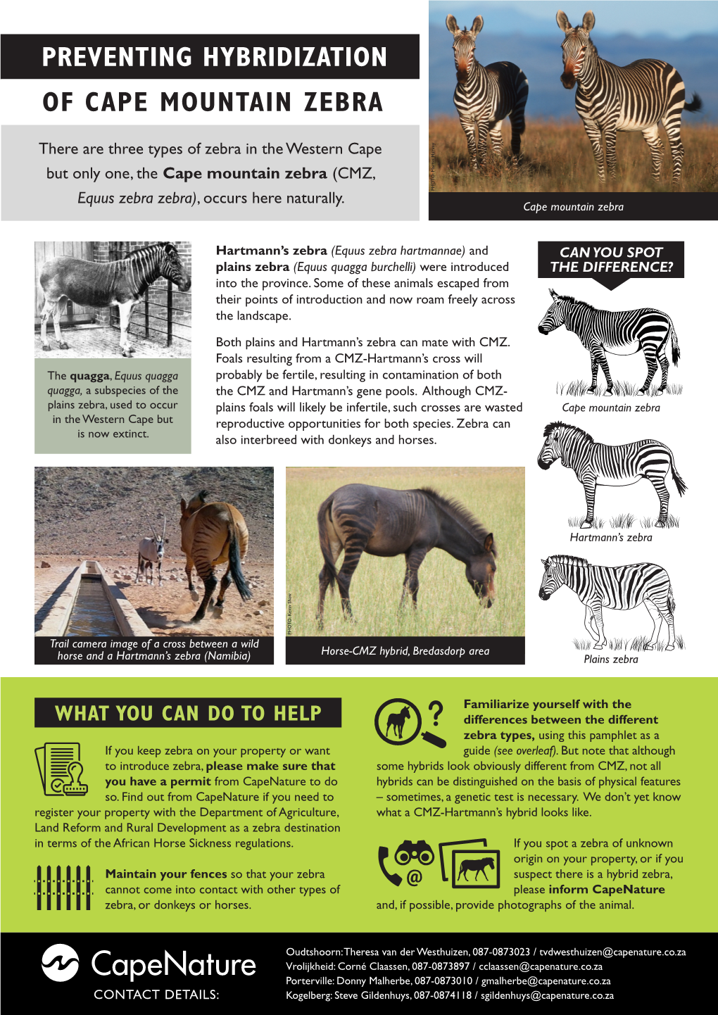 Preventing Hybridization of Cape Mountain Zebra