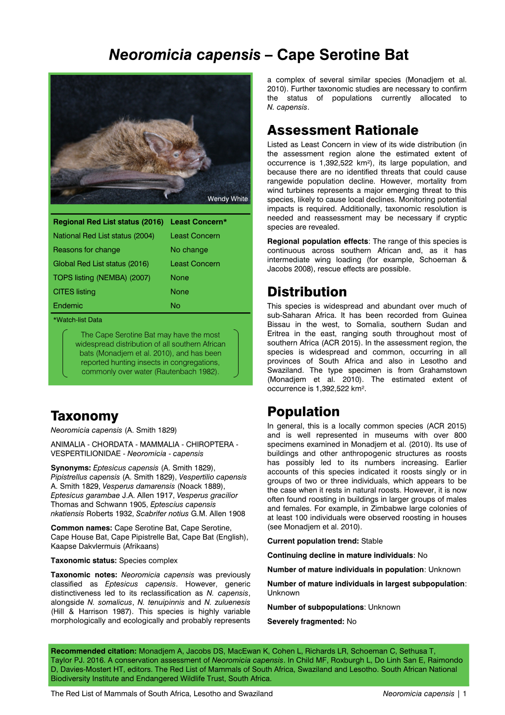 Neoromicia Capensis – Cape Serotine Bat