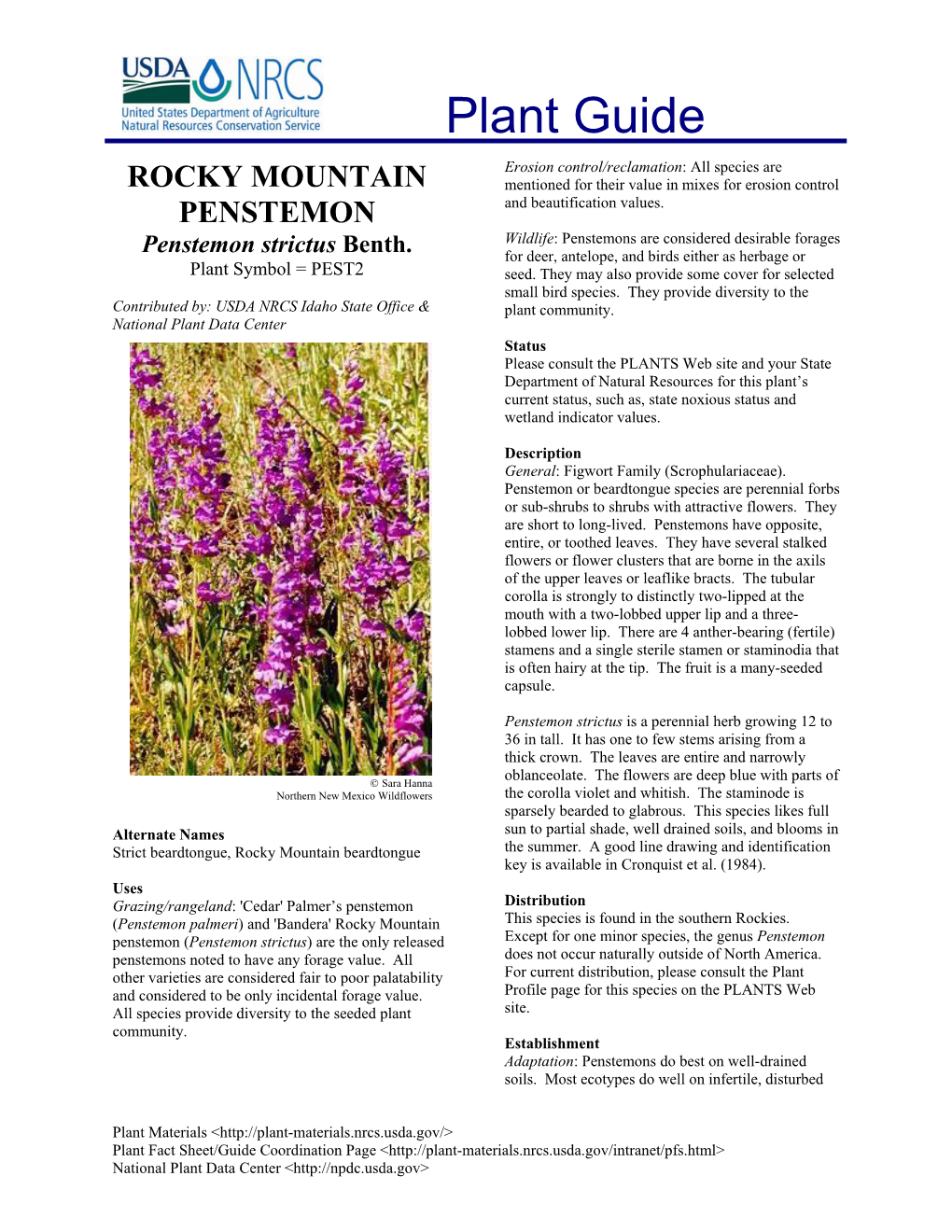 Rocky Mountain Penstemon