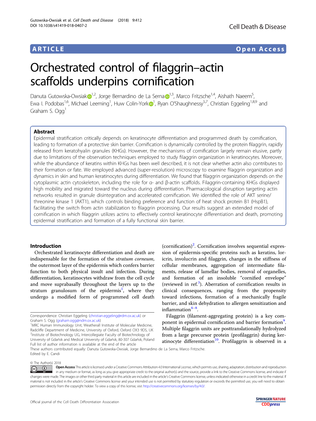 Actin Scaffolds Underpins Cornification