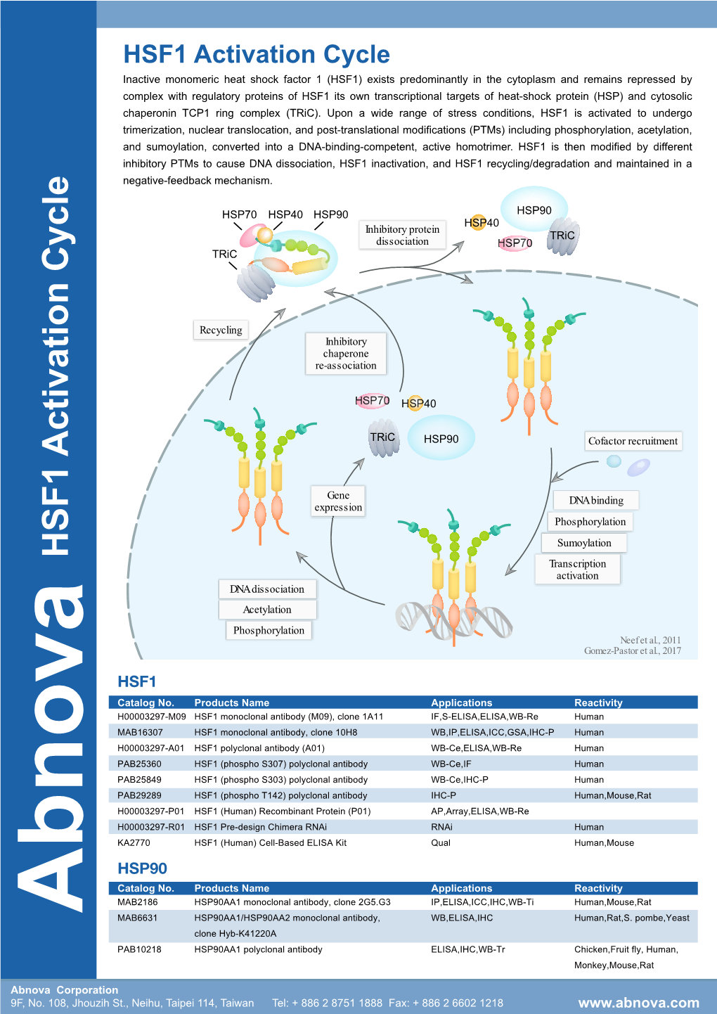 HSF1 Activation Cycle