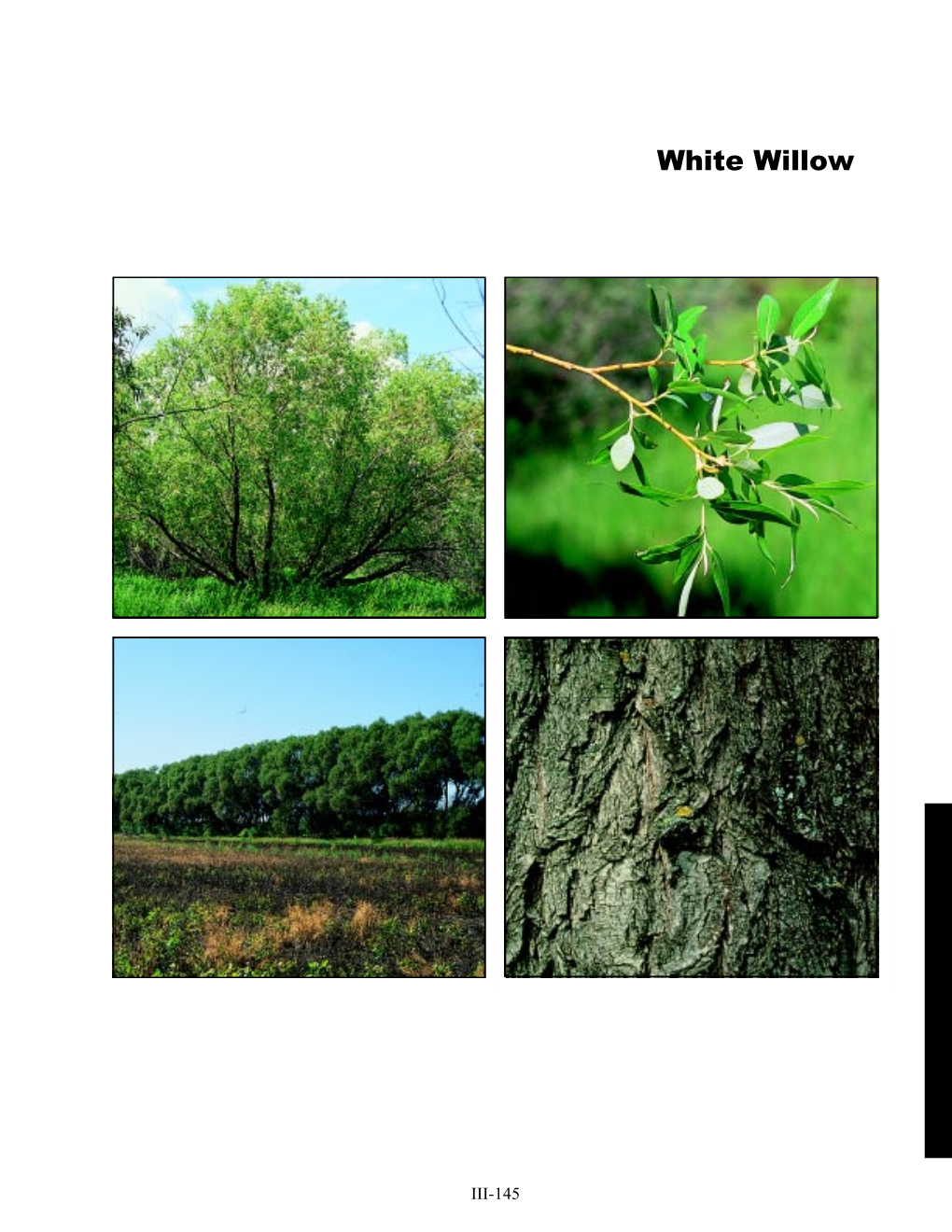 White Willow