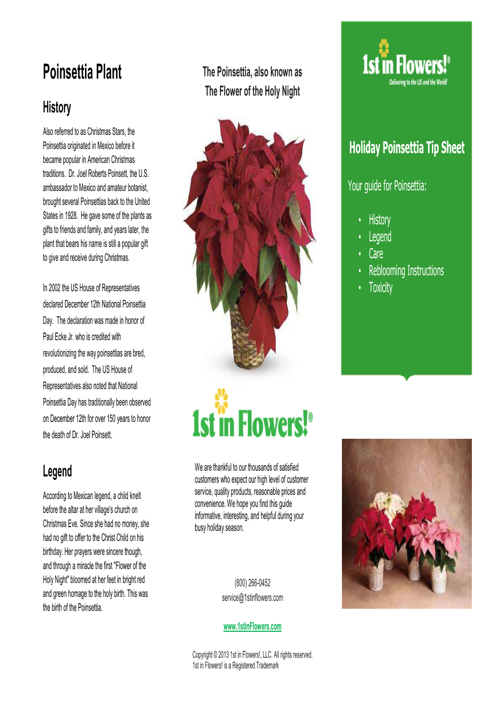 Poinsettia Plant