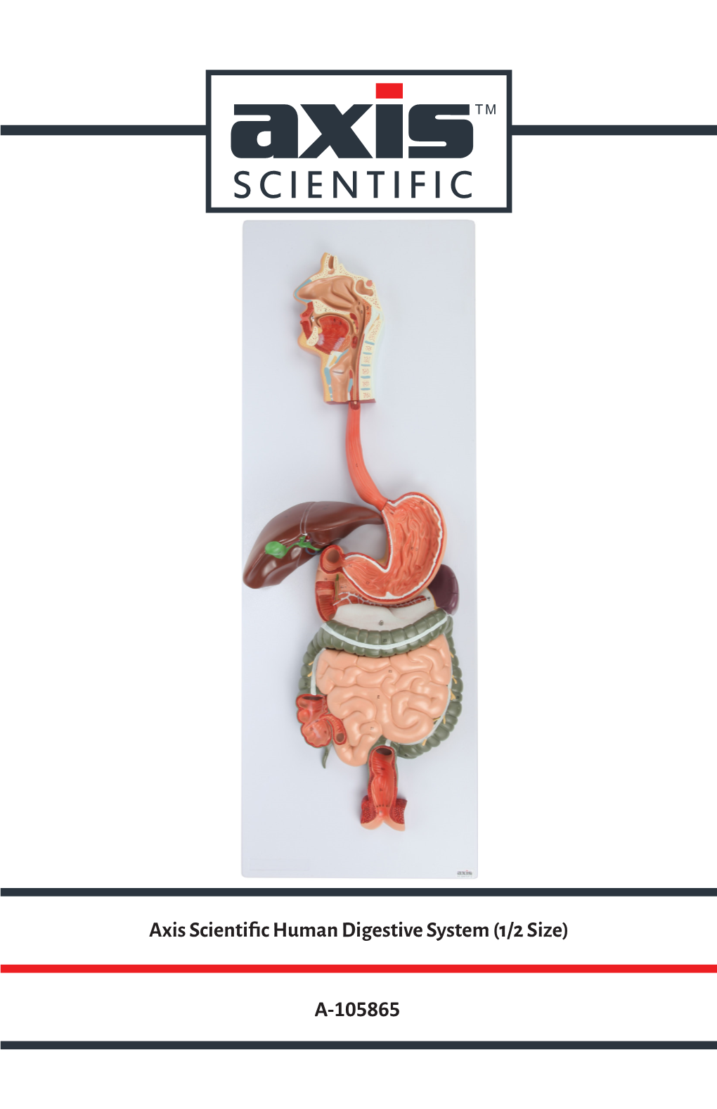 Axis Scientific Human Digestive System (1/2 Size)