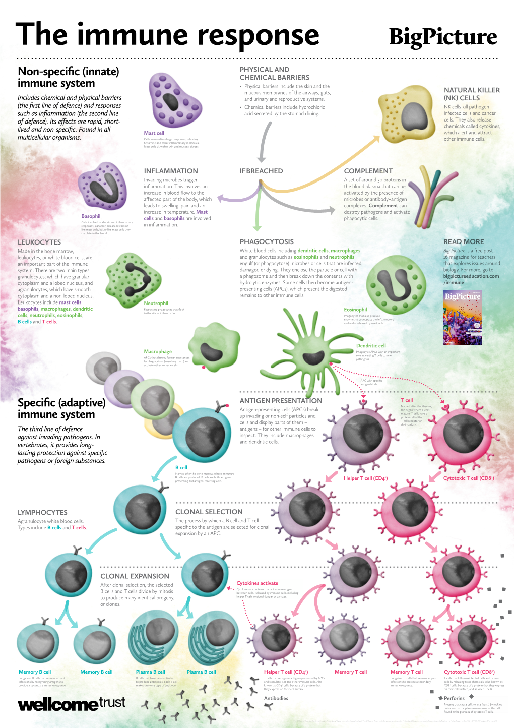 Non-Specific (Innate) Immune System Specific (Adaptive) Immune System