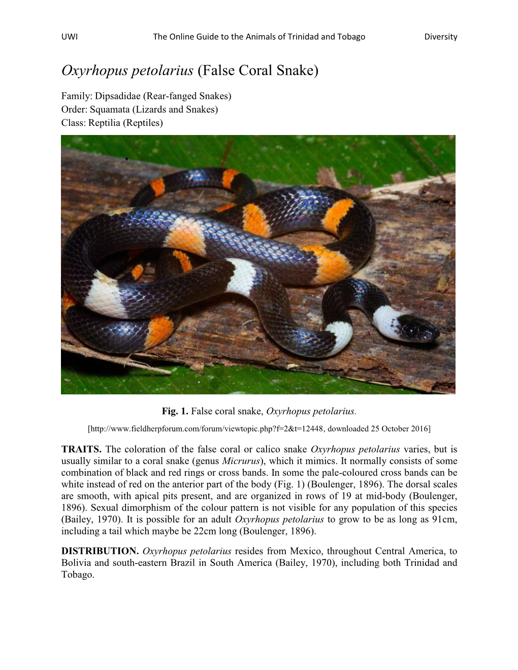 Oxyrhopus Petolarius (False Coral Snake)