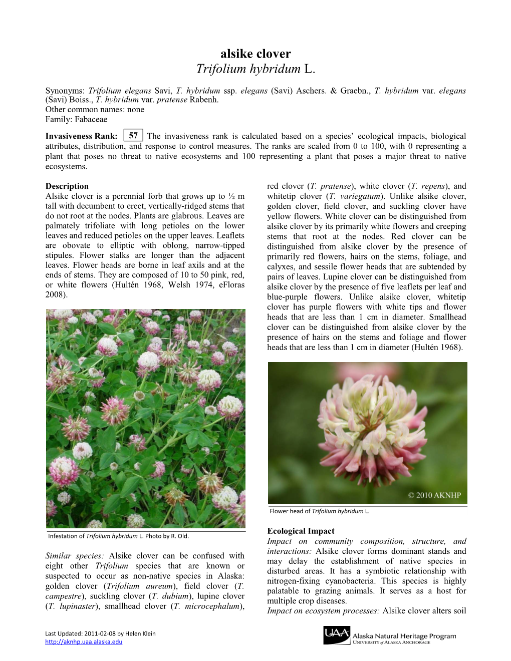 Alsike Clover Trifolium Hybridum L
