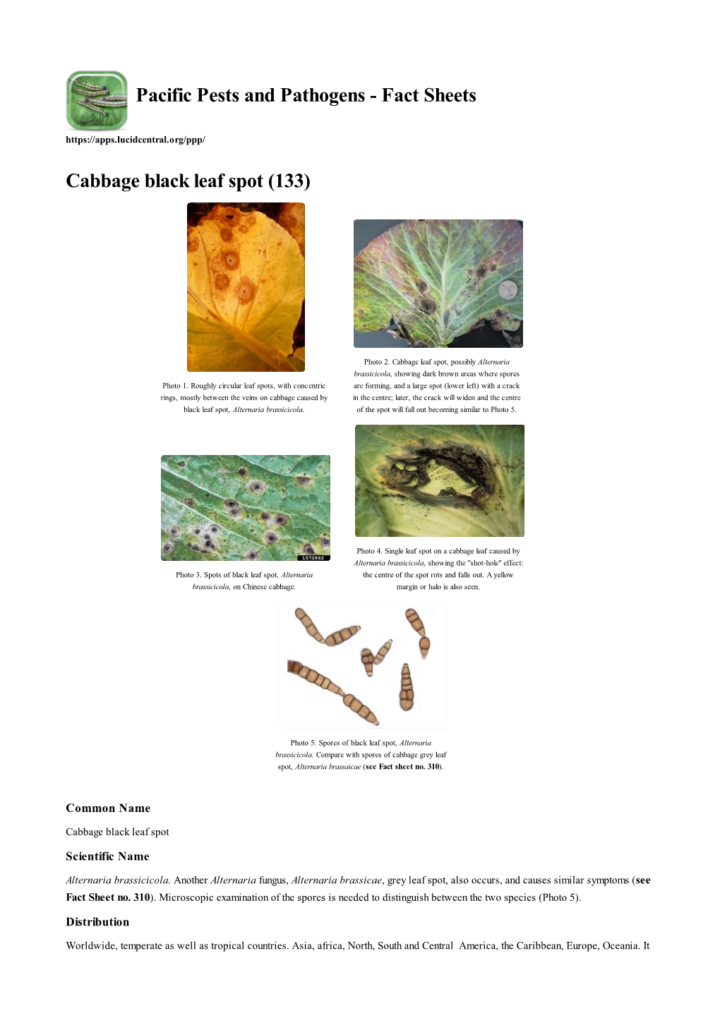 Cabbage Black Leaf Spot (133)