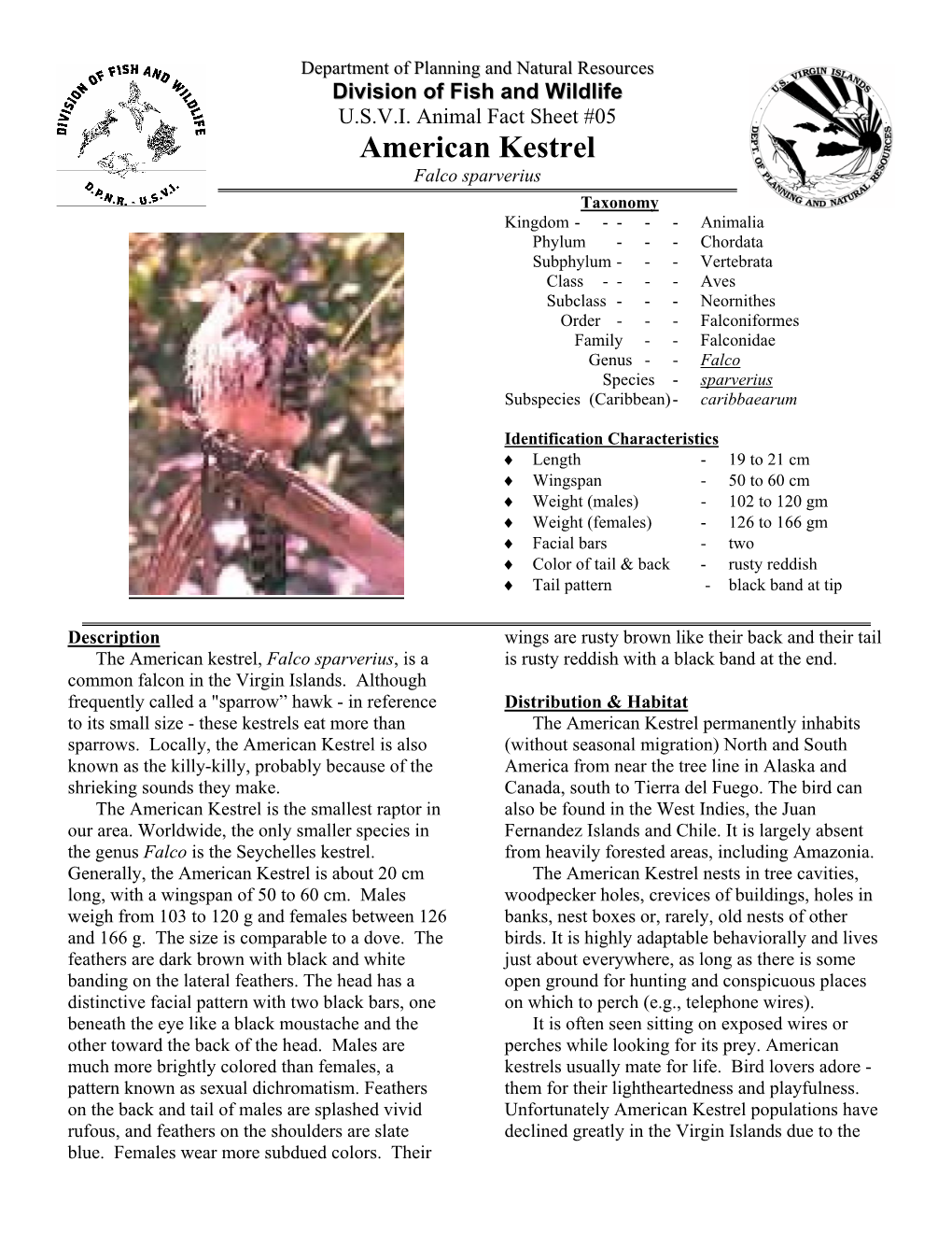 American Kestrel