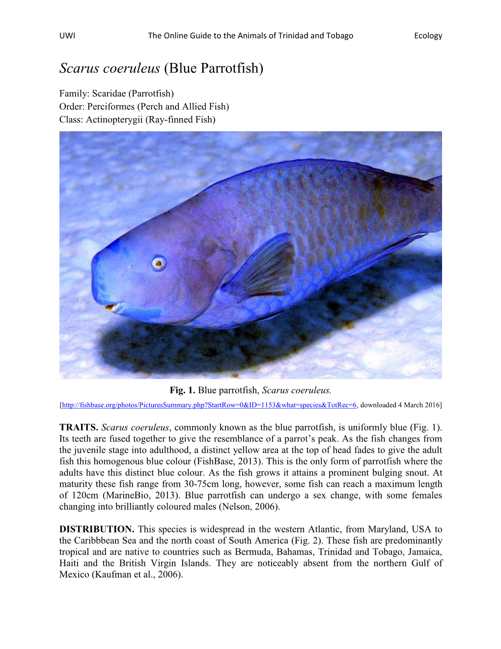 Scarus Coeruleus (Blue Parrotfish)